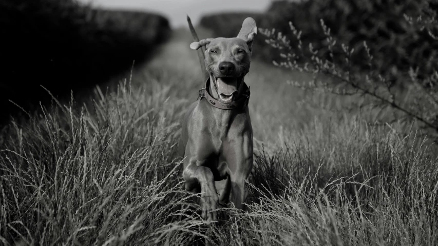 a dog is sitting in a tall grass field