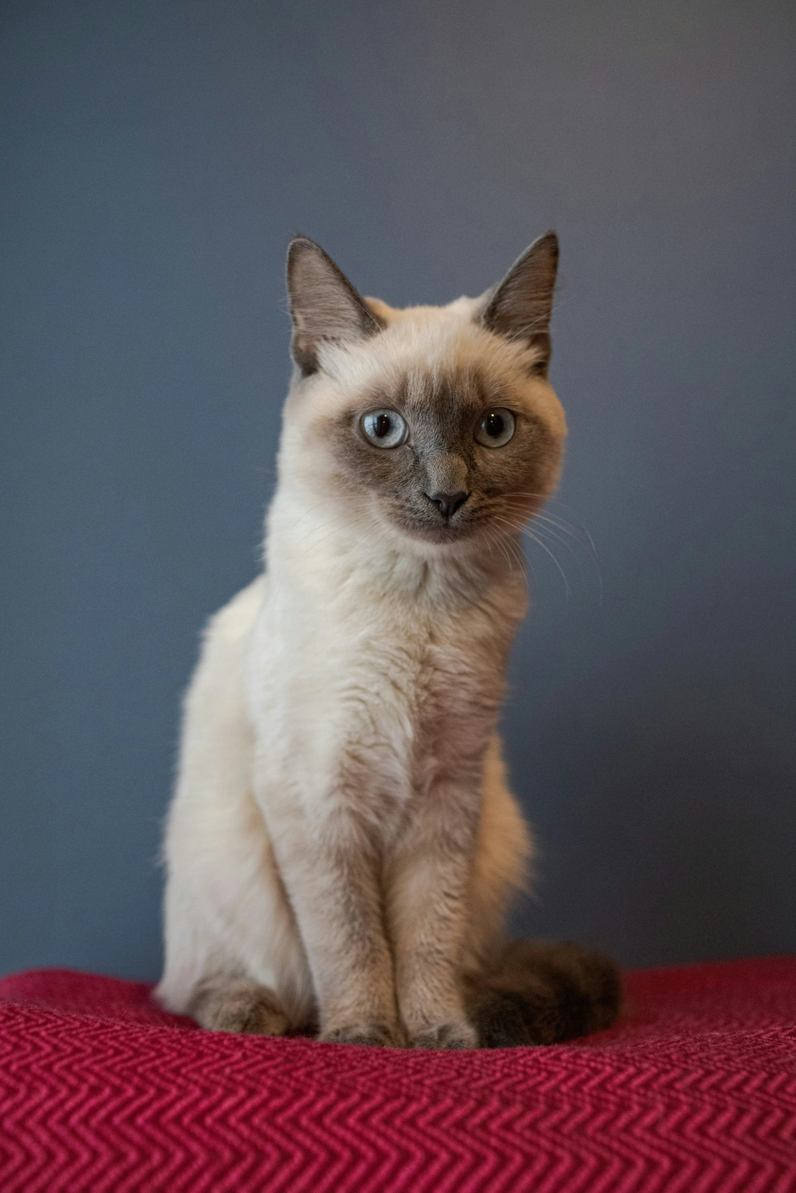 a small cat sitting on top of a red blanket