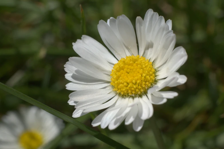 a large white flower that is growing near grass