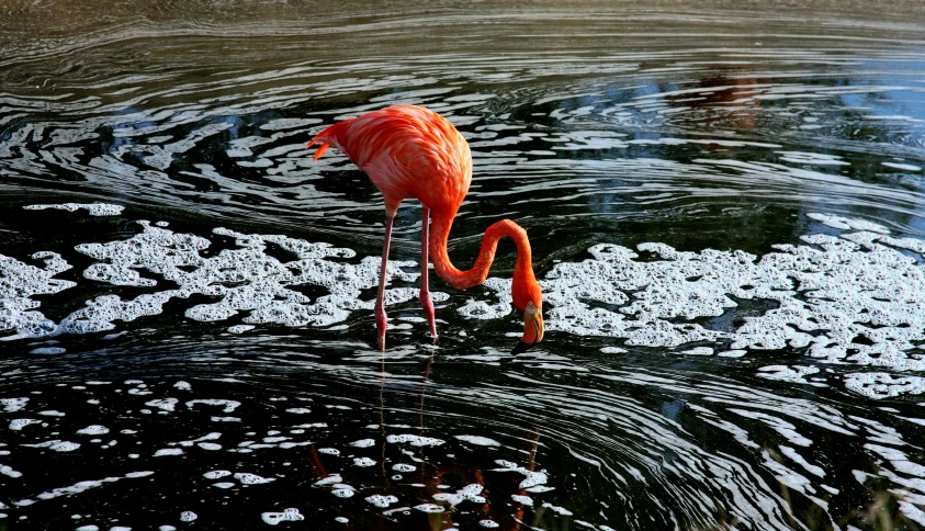 a pink flamingo drinking from water on a sunny day