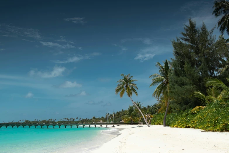 an idyllic beach with palm trees and white sand