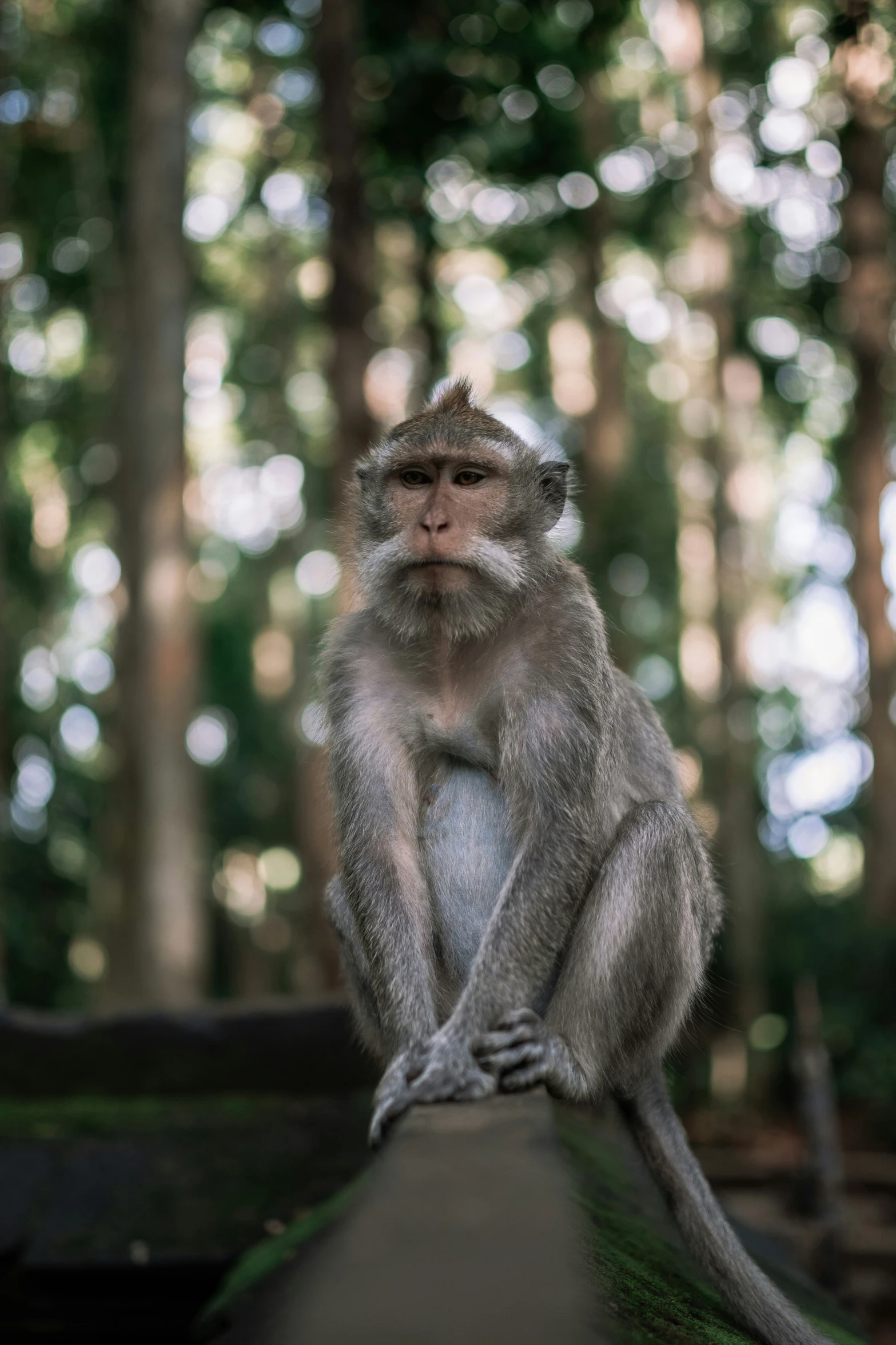 the monkey is sitting on the railing in the forest