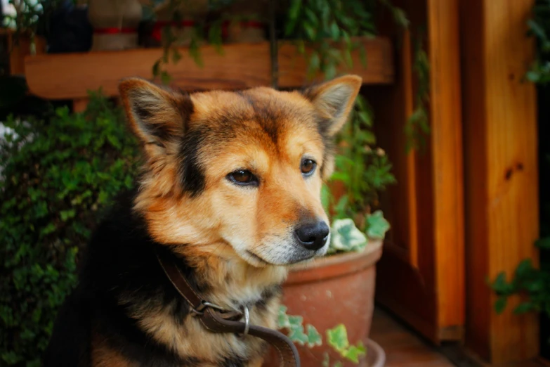 a dog in the middle of its meal in a pot