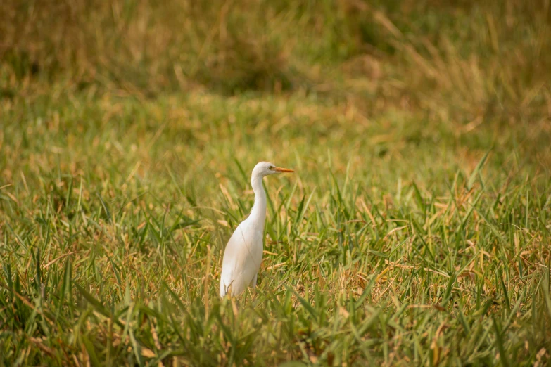 a white bird stands in the middle of a green field