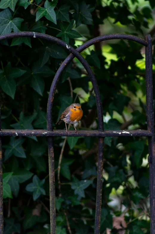 a small bird perched on top of a piece of metal