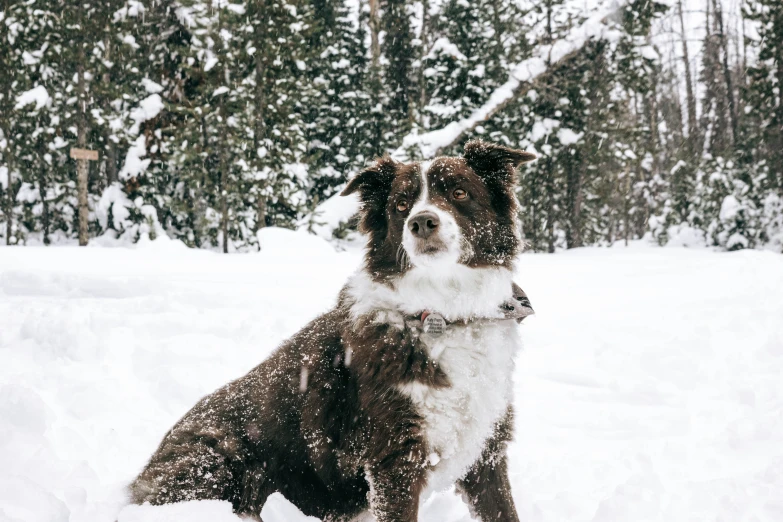 a dog sits in the snow in a forest