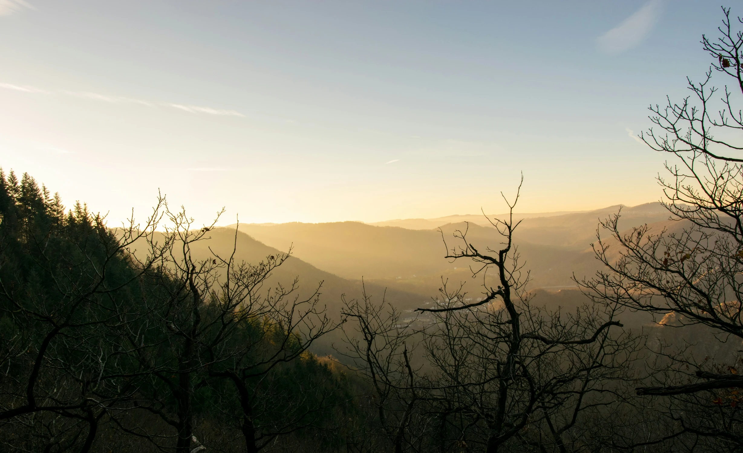 a forested area with many trees during the sun rise