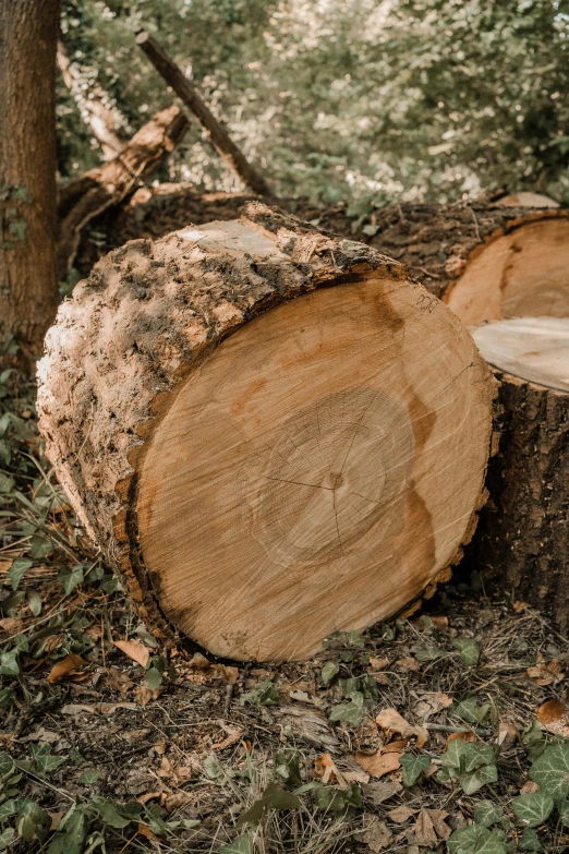 an old tree cut down in a wooded area