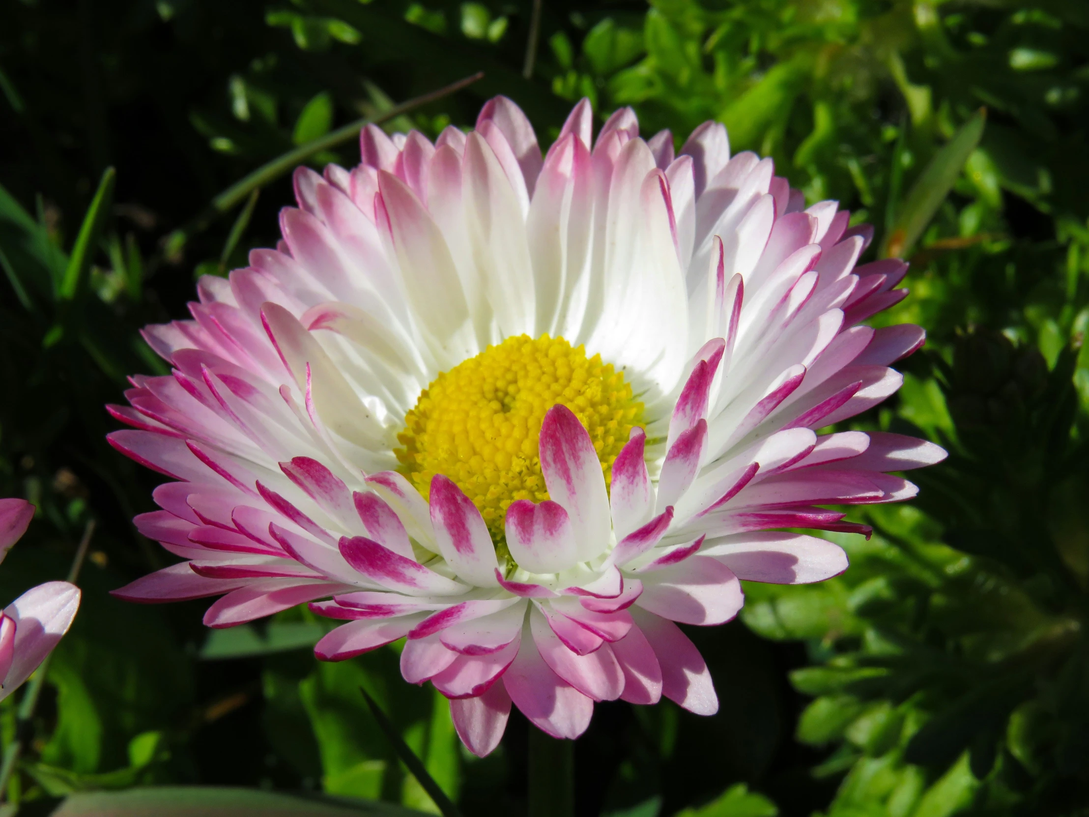 an image of a purple and white flower