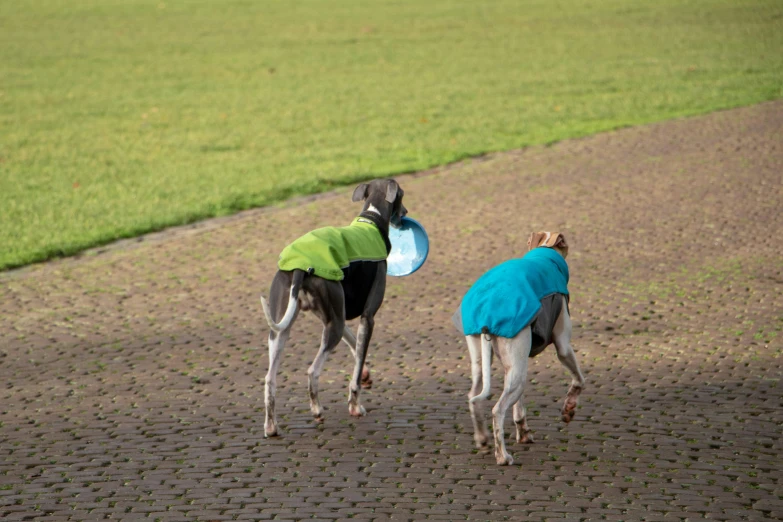 two greyhound dogs are walking together with a frisbee