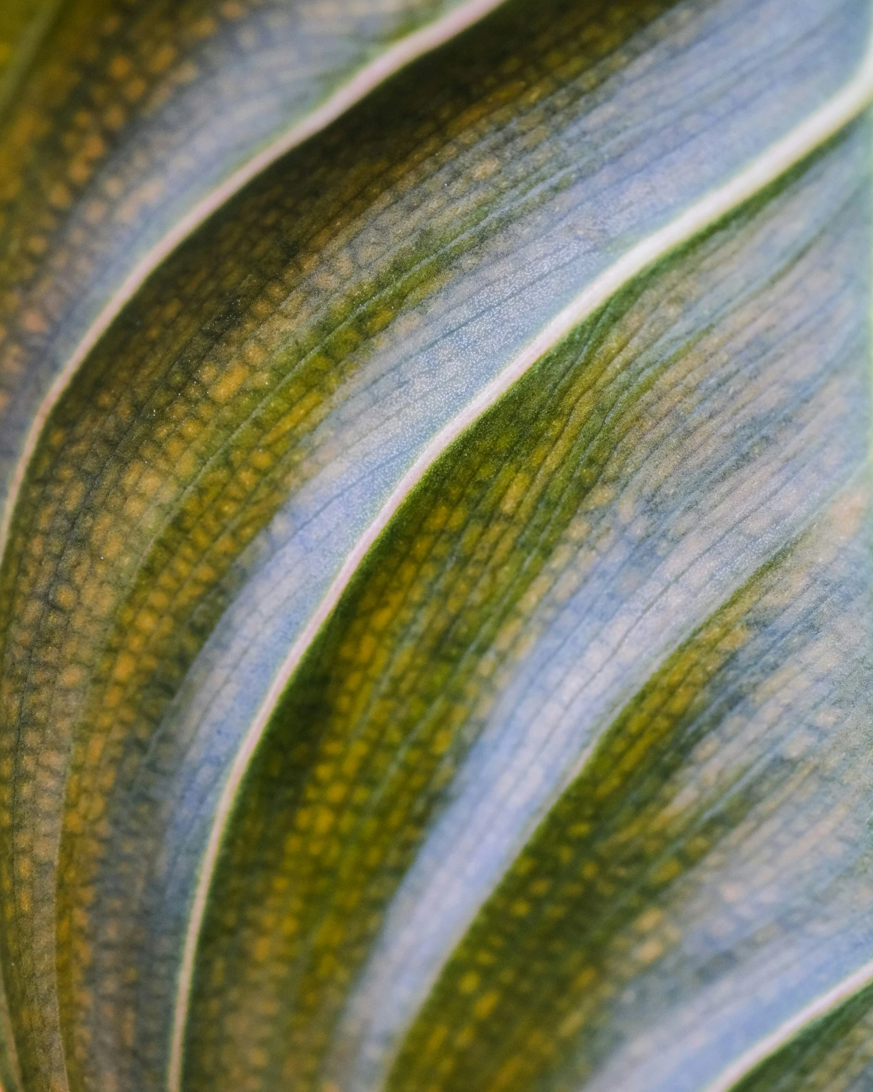 this is a close up of a green plant