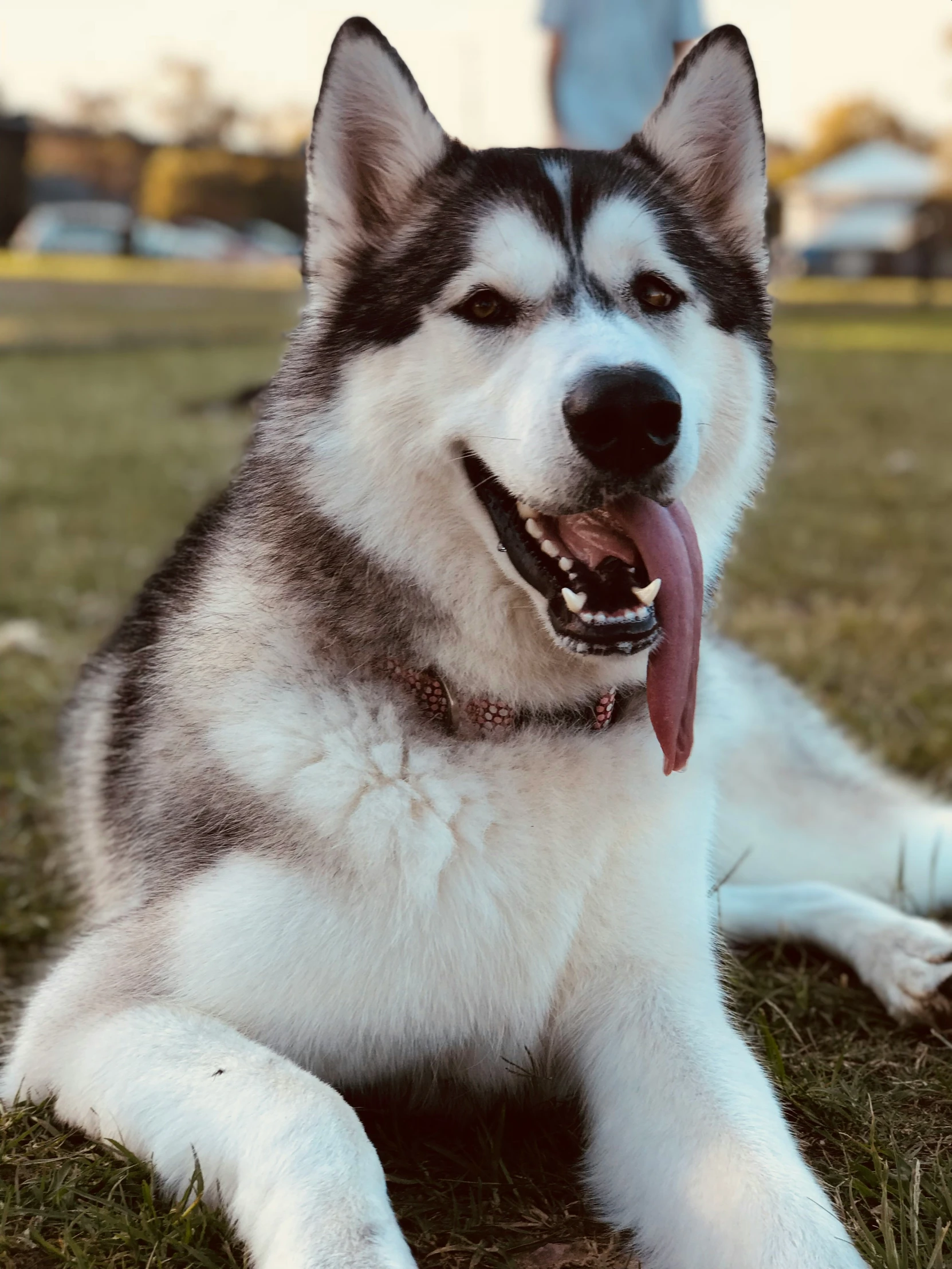 a husky dog is laying in the grass, its tongue hanging out