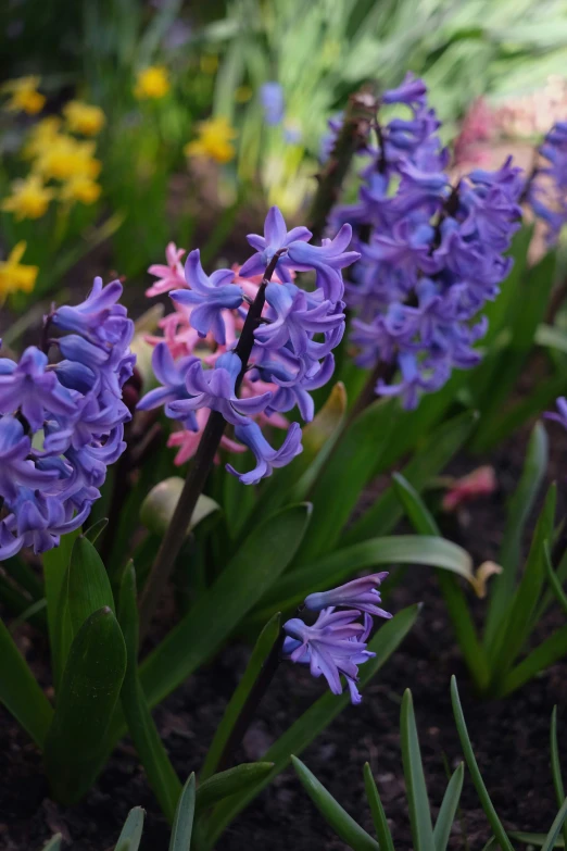 a bunch of purple flowers sitting in a bed of grass