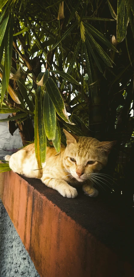 a cat rests comfortably on a ledge