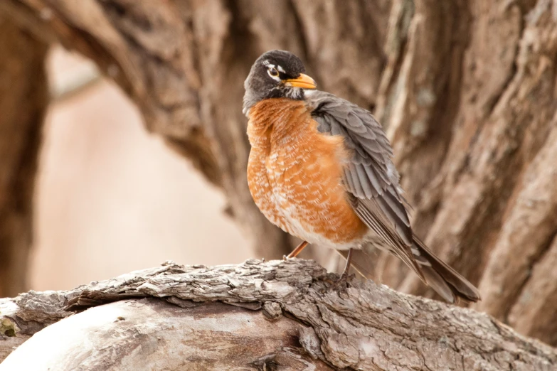 a close up of a bird on top of a tree