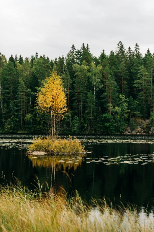 an island sits in the middle of a lake surrounded by tall grass