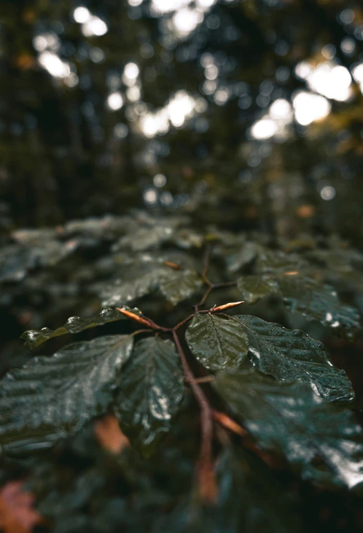 some leaves have water drops all over them