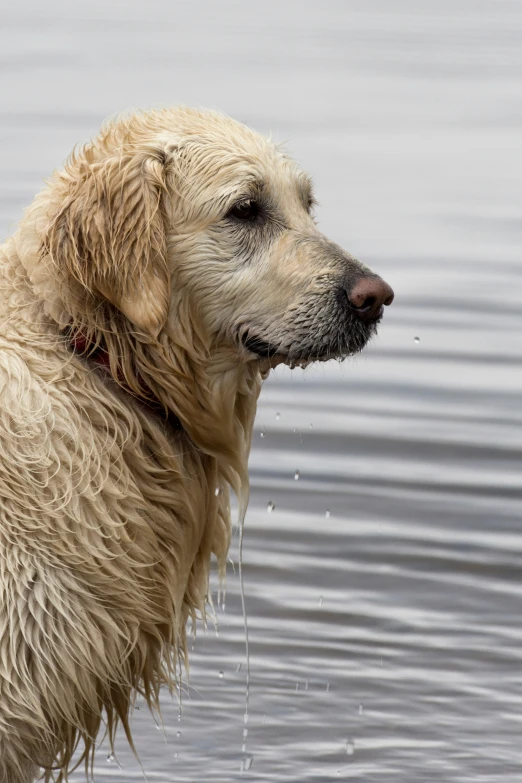 a wet dog in the water looks off to the side