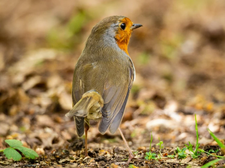 a gray and orange bird standing on brown and green leaves