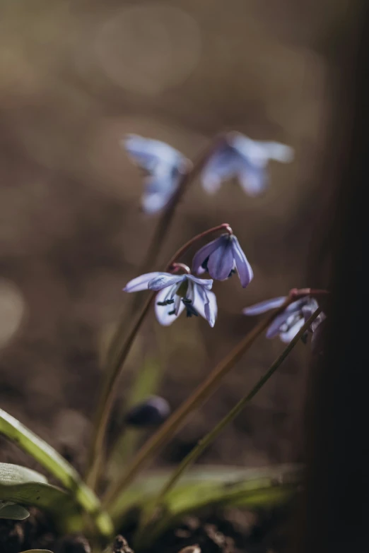 a couple of flowers that are sitting in the dirt