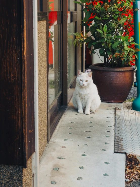 a cat sits outside a window next to a potted plant