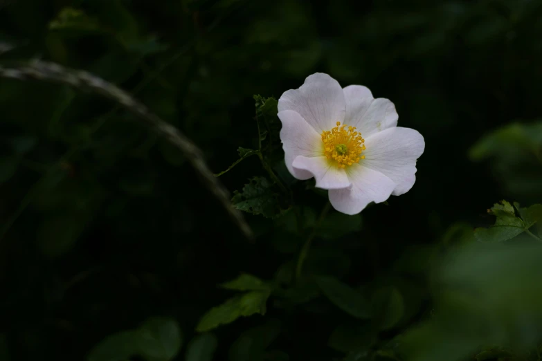 there is a flower with large petals growing in the grass