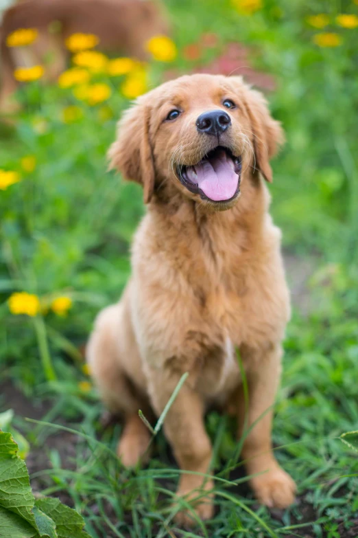a young dog is smiling in the middle of a field