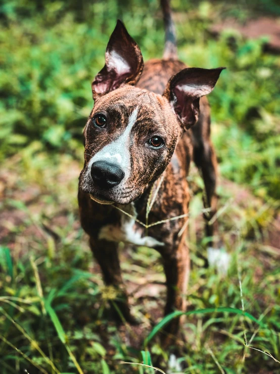 a dog in a grassy area staring at the camera