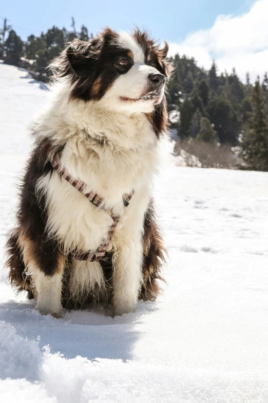 a large dog that is sitting in the snow