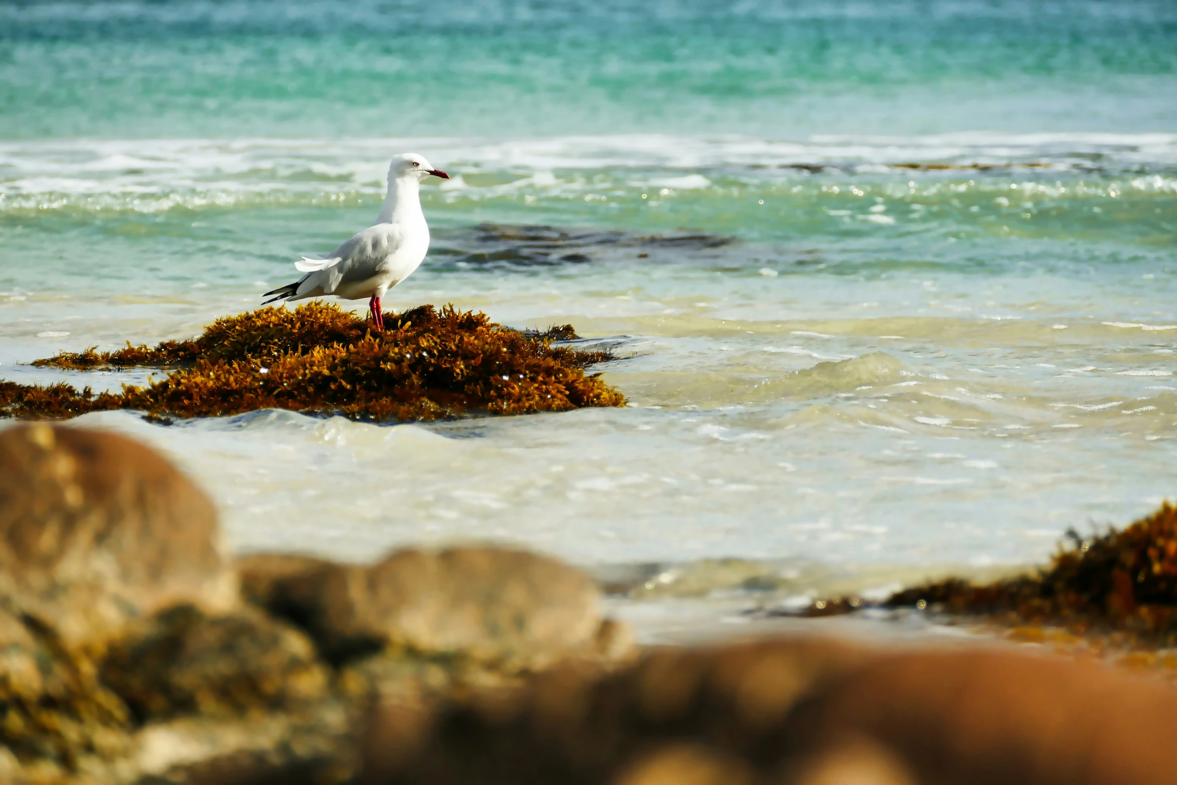 a bird stands in the middle of the water and rocks