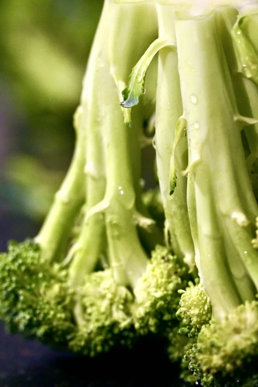 some raw broccoli sticks hanging from the plant