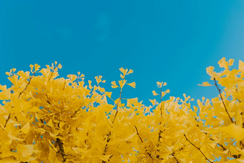 several yellow flowers with leaves are shown in the foreground