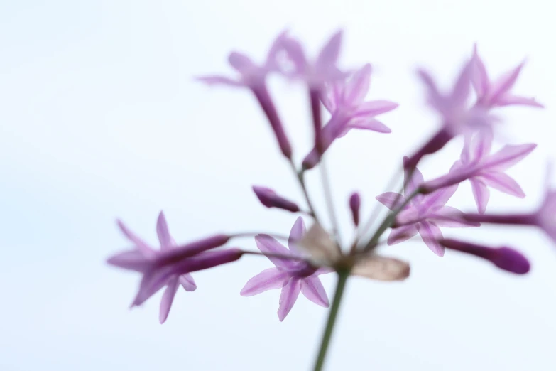 some purple flowers in the air with no one