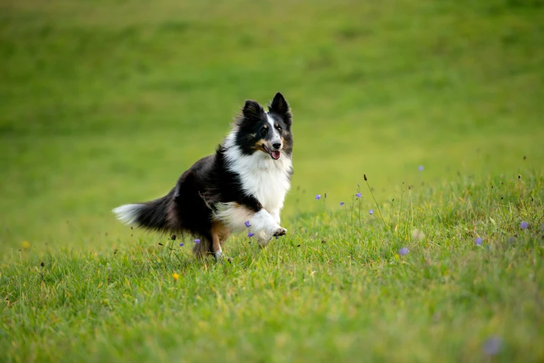 black and white dog walking along side a grassy field
