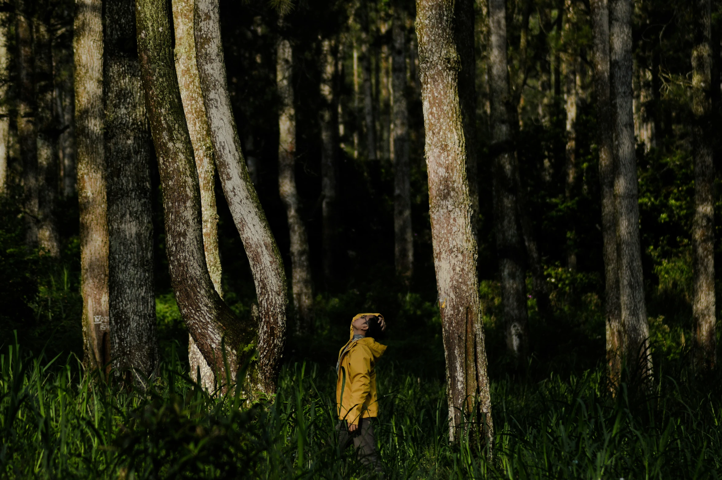 there is a person wearing a hat walking through the woods