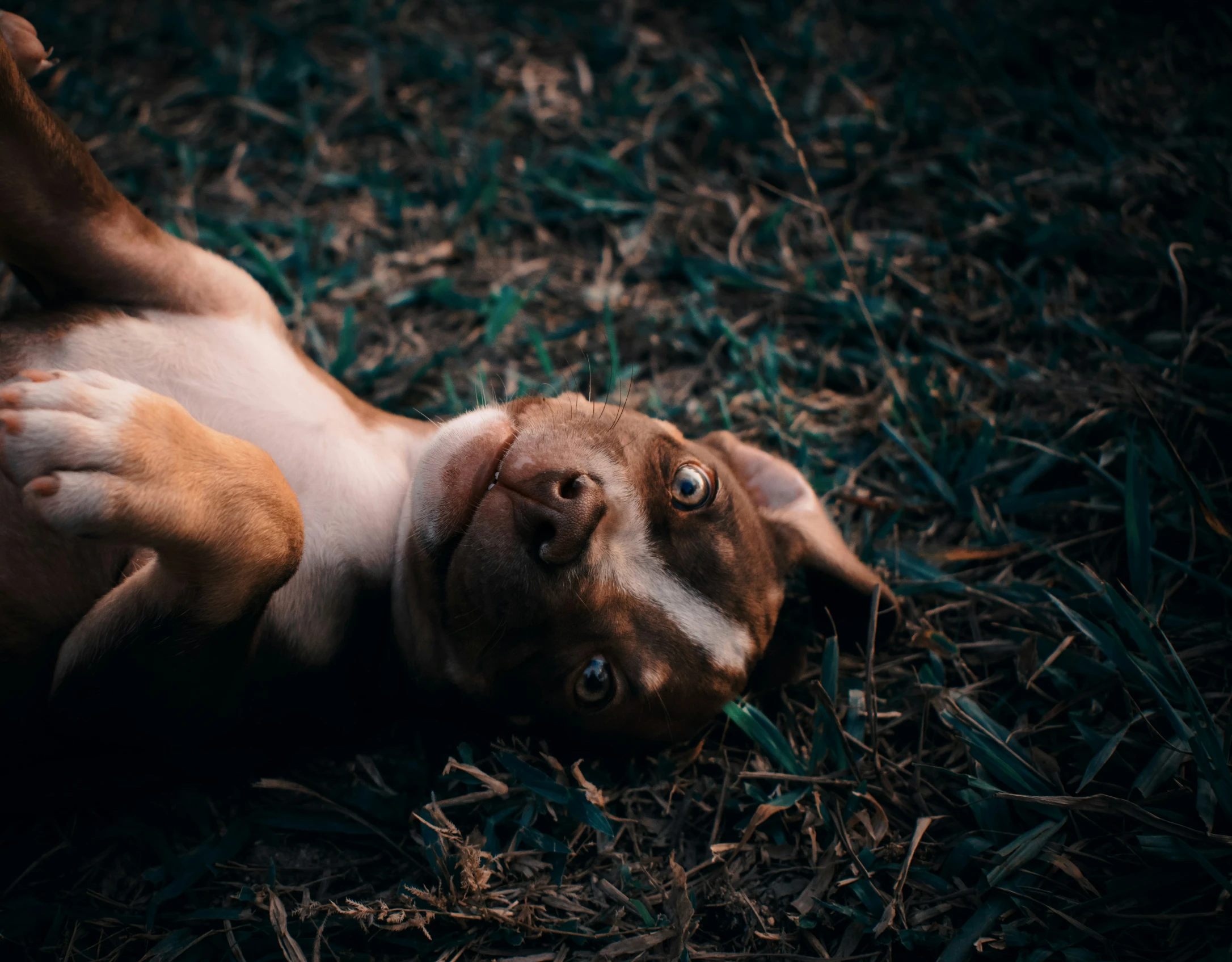 a dog laying on its back on the grass