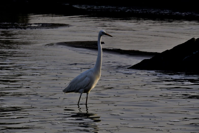 a large crane stands in the water near a rocky shore