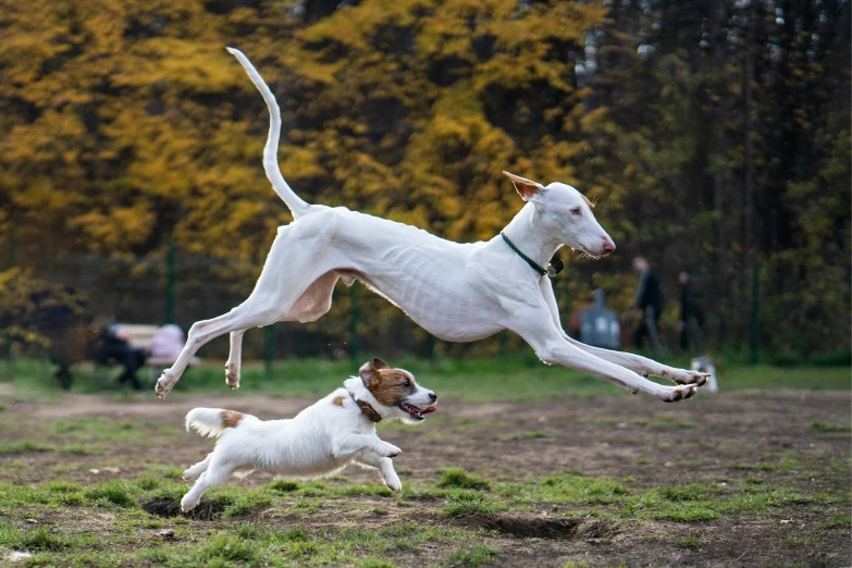 two dogs running together in an open field