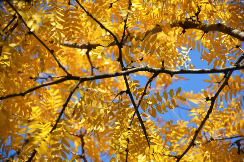 the nches of a tree are covered in bright yellow leaves