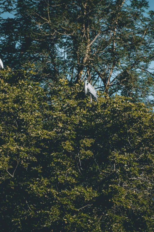 a number of birds perched on top of leaves