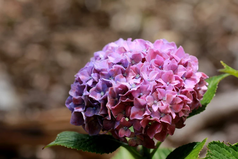 some purple and pink flowers by leaves