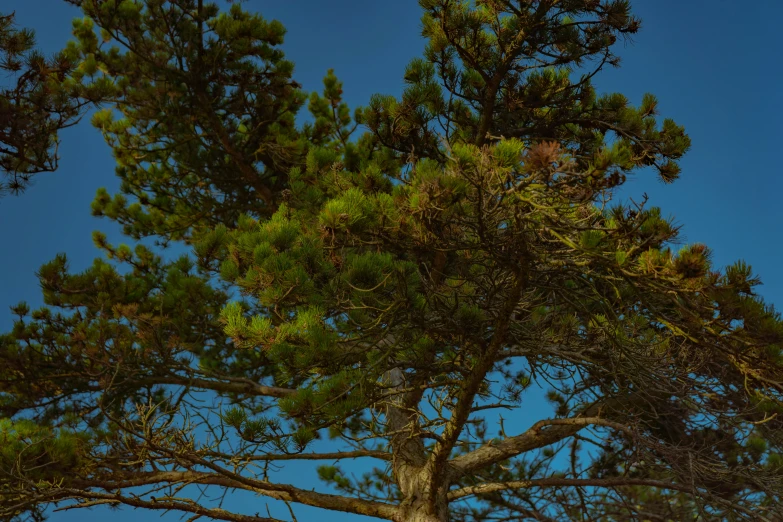 a tree that is next to the beach