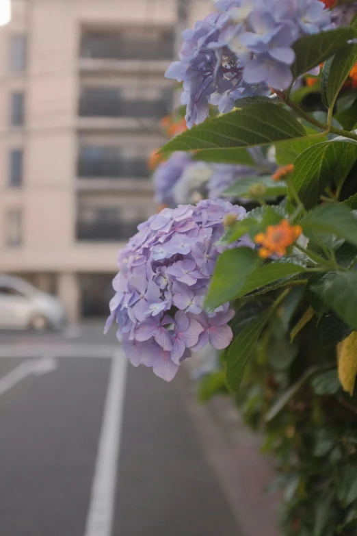 a city street next to a bunch of flowers on the bushes