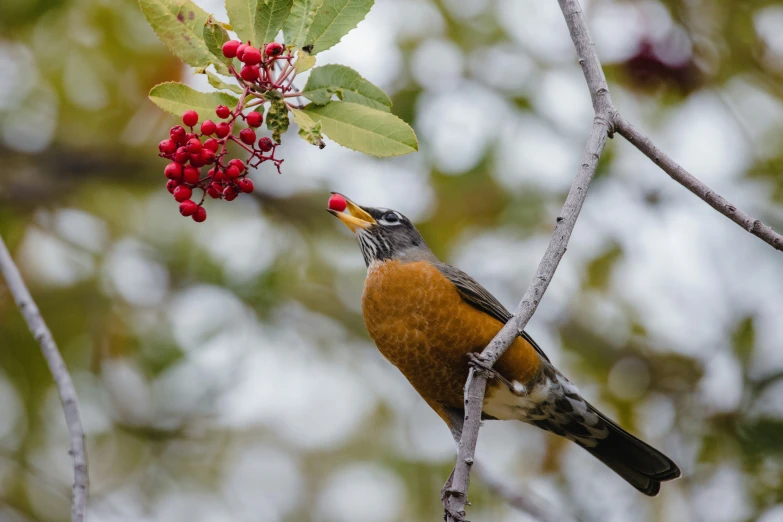 an image of a bird on the tree nch