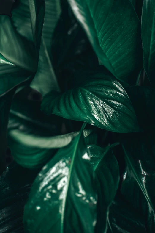 a close up s of a green plant