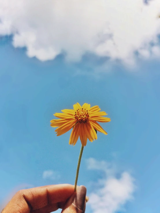 someone is holding onto the stem of a yellow daisy flower