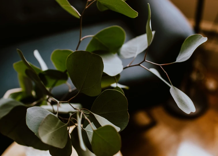 there are some small green plants in this room