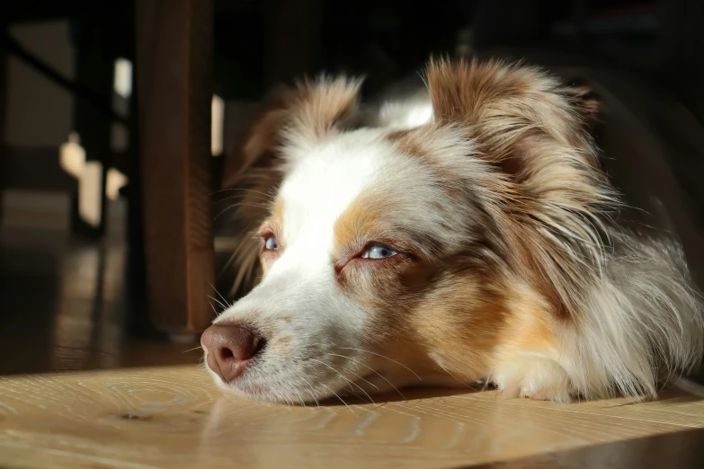 the dog is sitting down with its eyes wide open