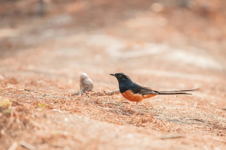 a little black bird standing next to a small brown one