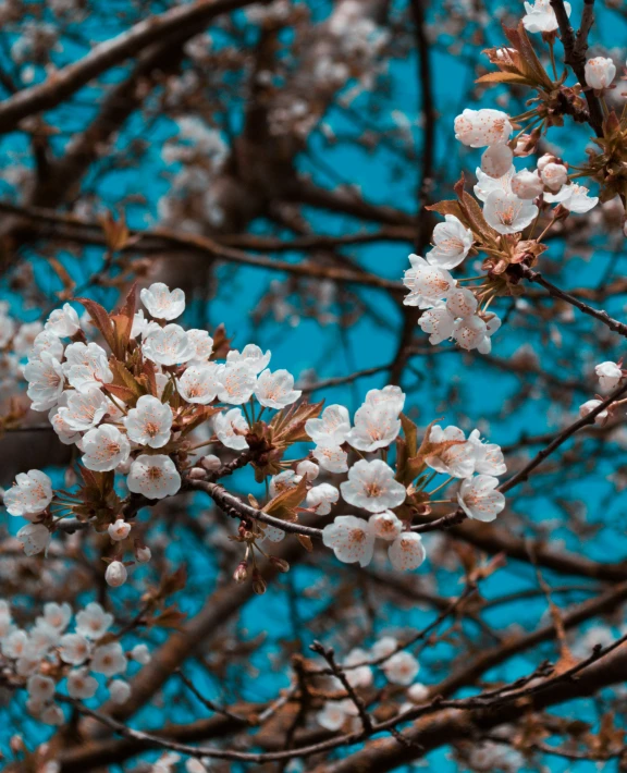 closeup view of white flowers on nches with blue sky